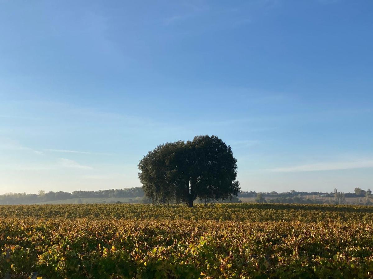 " Venez Dormir Chez Nous " #Condom#Gascogne#D'Artagnan#Armagnac#Le Bonheur Est Dans Le Gers Екстер'єр фото